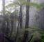 THE EMPORTANCE OF RAINFORESTS