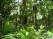 amazon-rain-forest-2.jpg